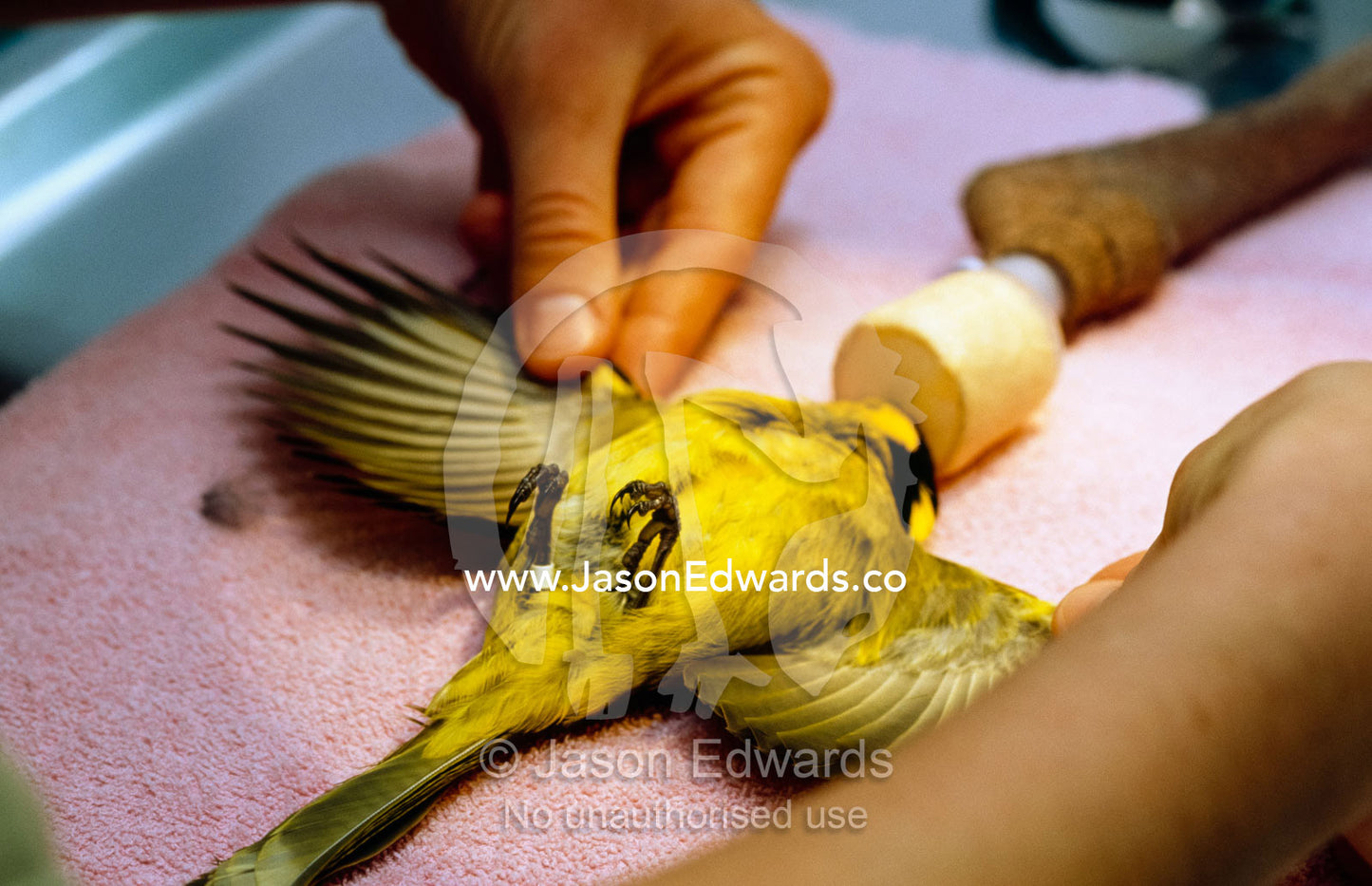 A vet checks a wing of an anesthetized endangered helmeted honeyeater. Healesville Sanctuary, Victoria, Australia.