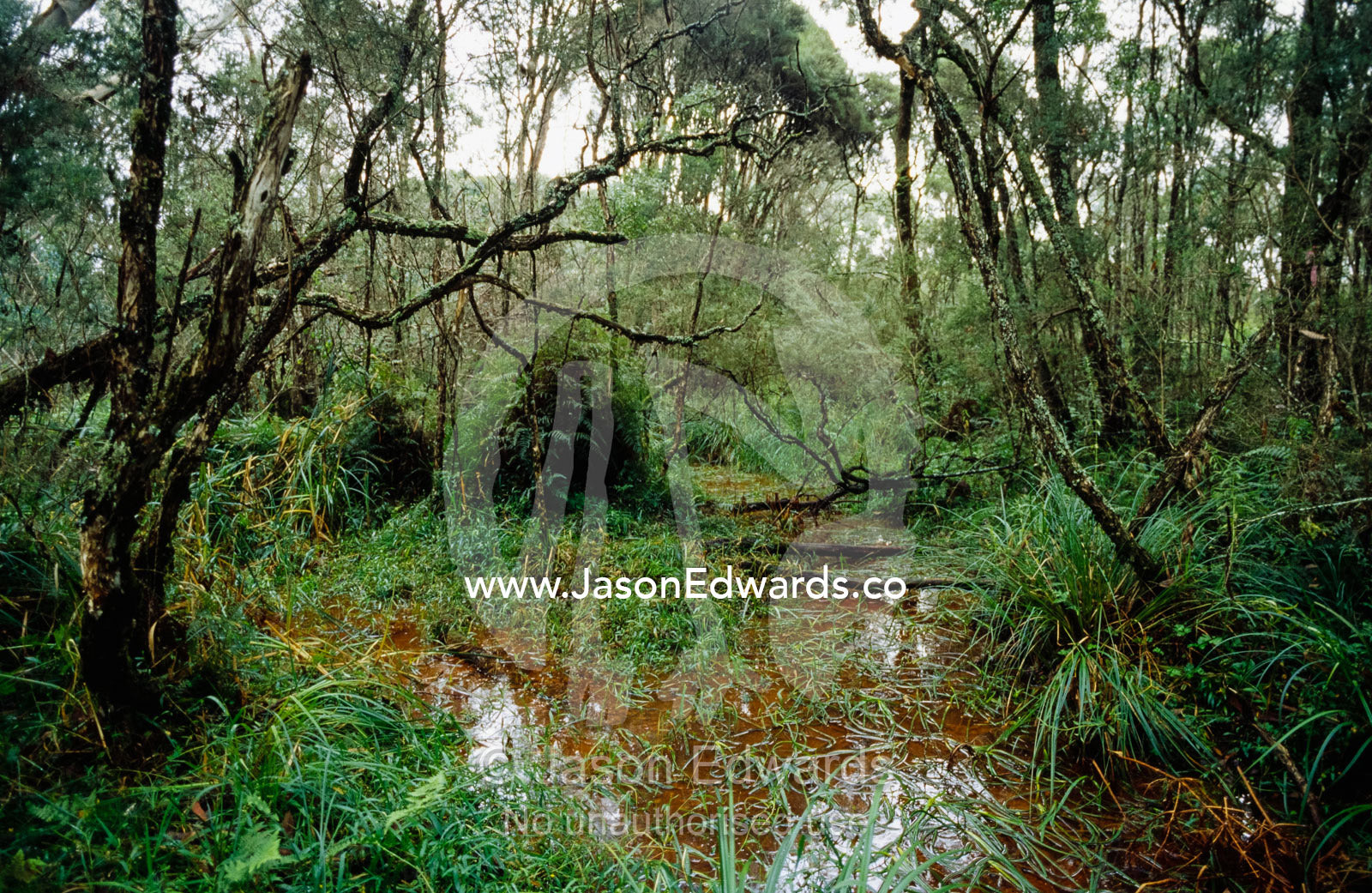 Mountain swamp gum, blackwood acacia, sedge and Australian gypsywort. Yellingbo Nature Conservation Reserve, Victoria, Australia.
