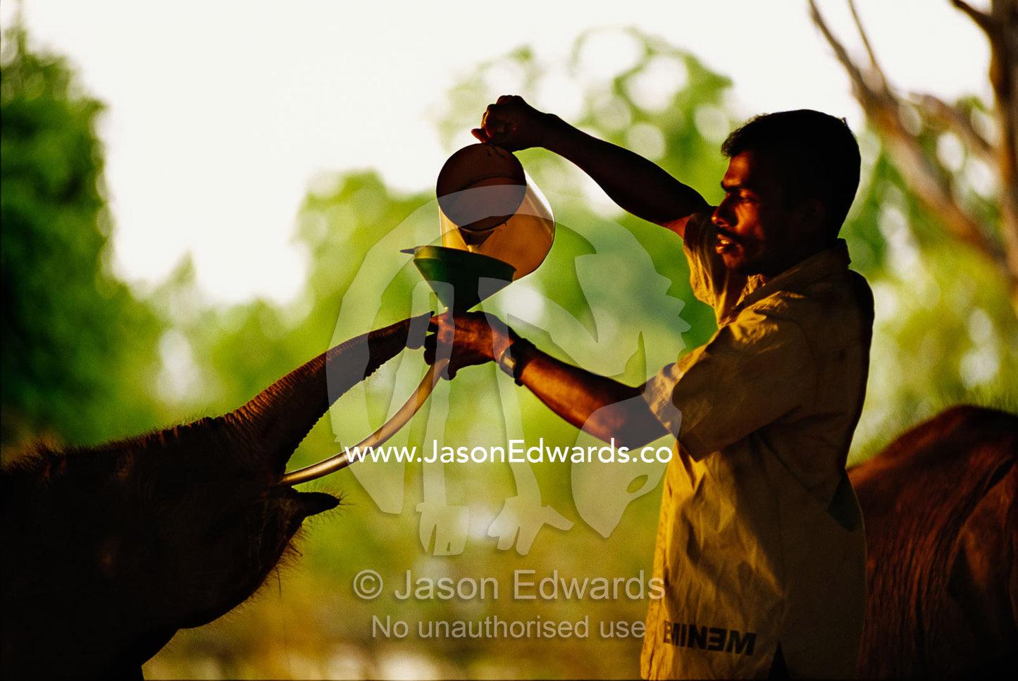 An orphaned elephant is funnel fed in Udawalawe National Park. Sri Lanka.
