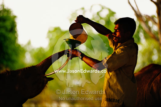 An orphaned elephant is funnel fed in Udawalawe National Park. Sri Lanka.