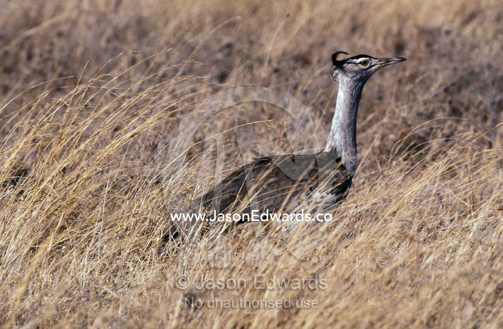 A Kori Bustard wades through the tall, dry grassland savannah. Serengetti National Park, Tanzania