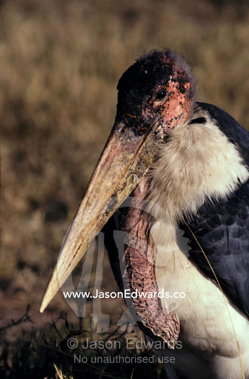 Marabou Storks carry a massive beak for tearing flesh from carcasses. Masai Mara National Park, Kenya