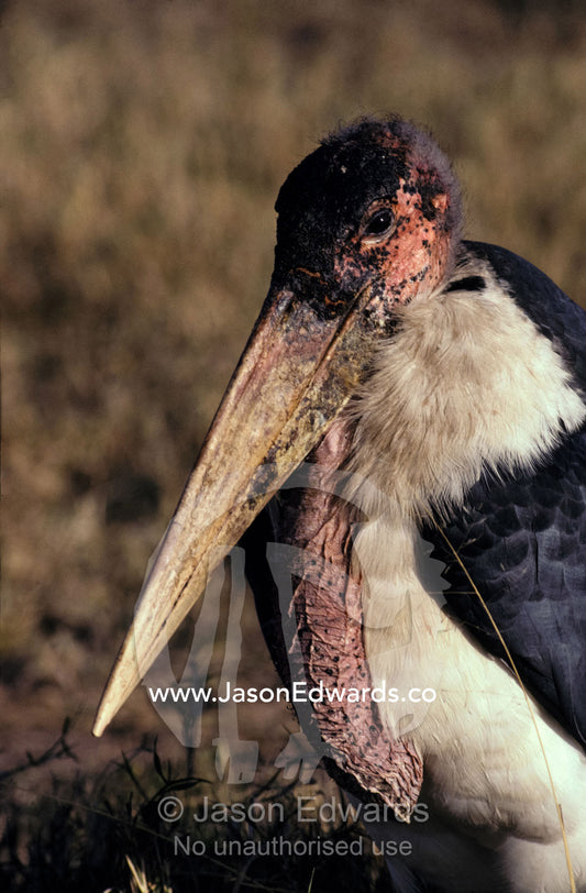 Marabou Storks carry a massive beak for tearing flesh from carcasses. Masai Mara National Park, Kenya