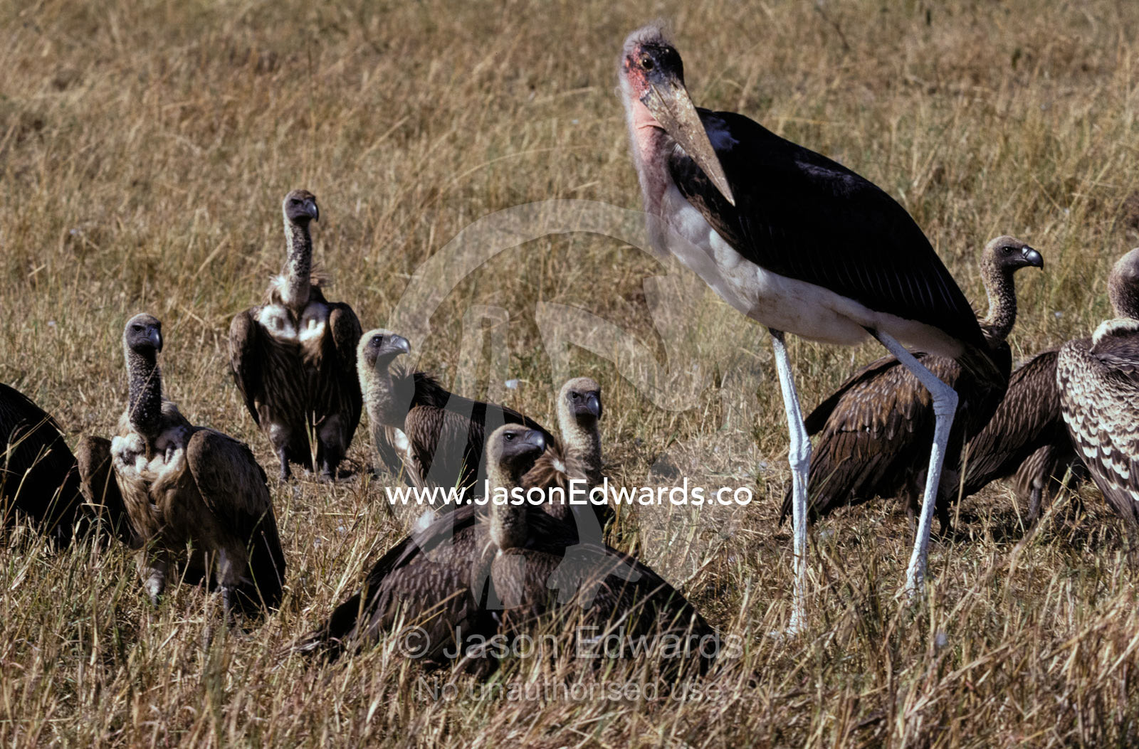 Marabou Storks and White-backed Vultures resting on the savannah. Masai Mara National Park, Kenya