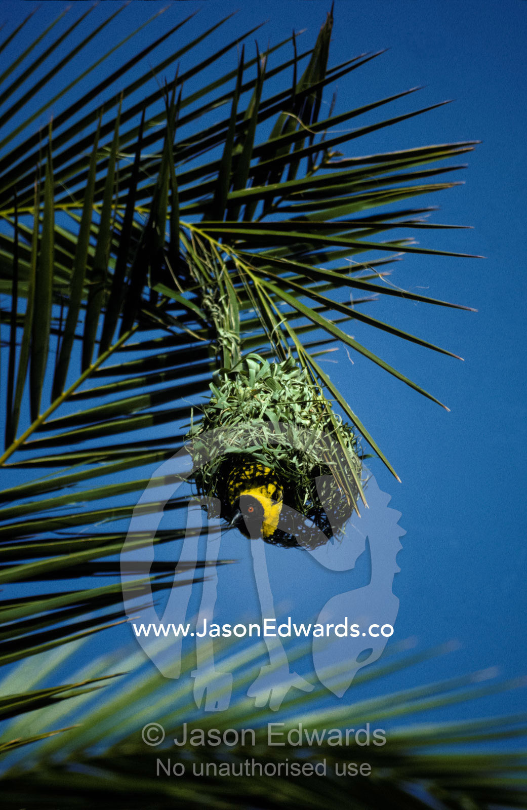 A Black-headed Weaver (spotted-backed) bird nesting in a palm tree. near Harare Zimbabwe