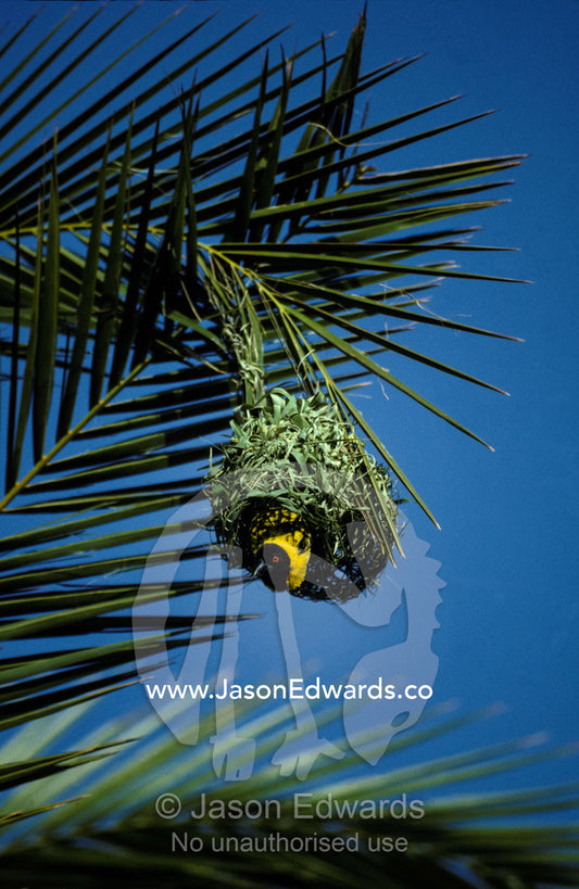 A Black-headed Weaver (spotted-backed) bird nesting in a palm tree. near Harare Zimbabwe