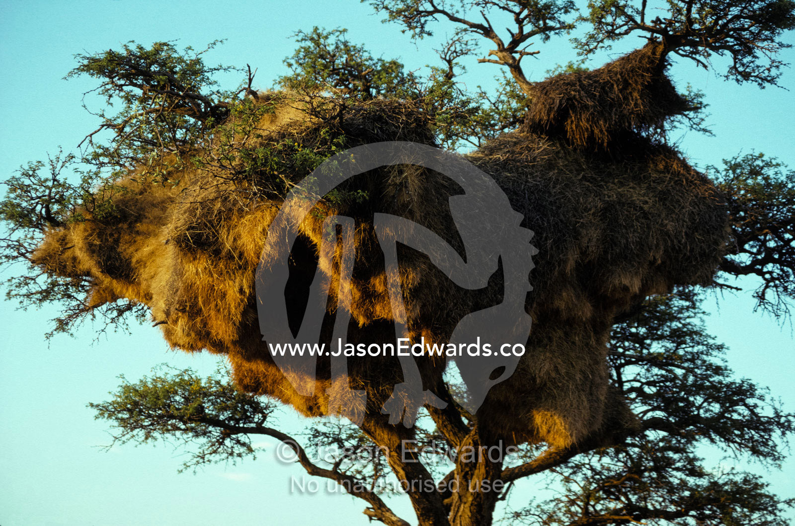 A massive Social Weaver nest in a tree canopy at sunset. Daan Viljoen Game Park, Namibia