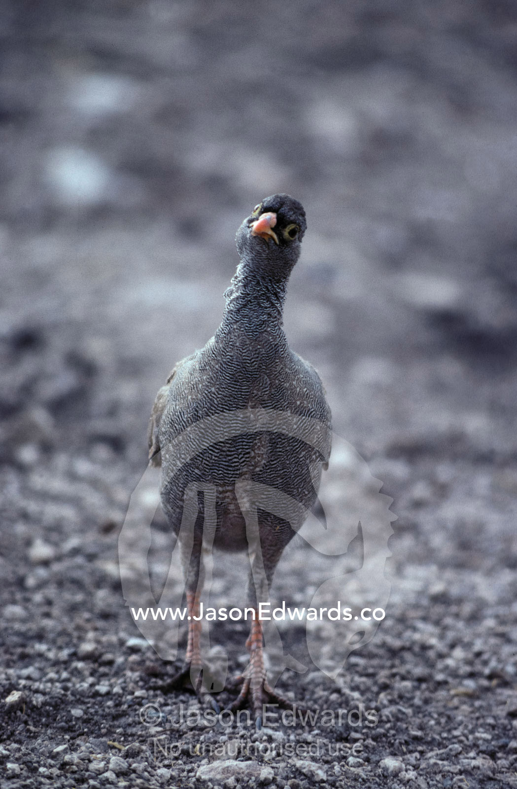 A comical Reb-billed Francolin parades through the understorey. Etosha National Park