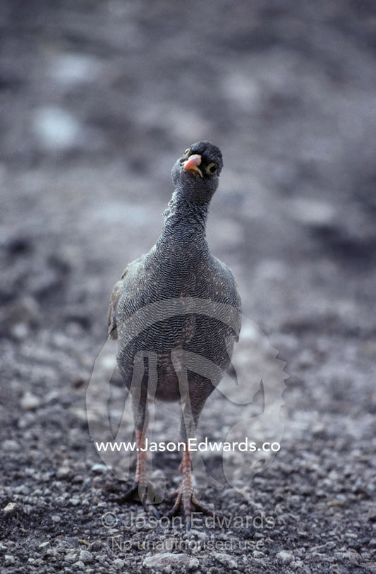 A comical Reb-billed Francolin parades through the understorey. Etosha National Park