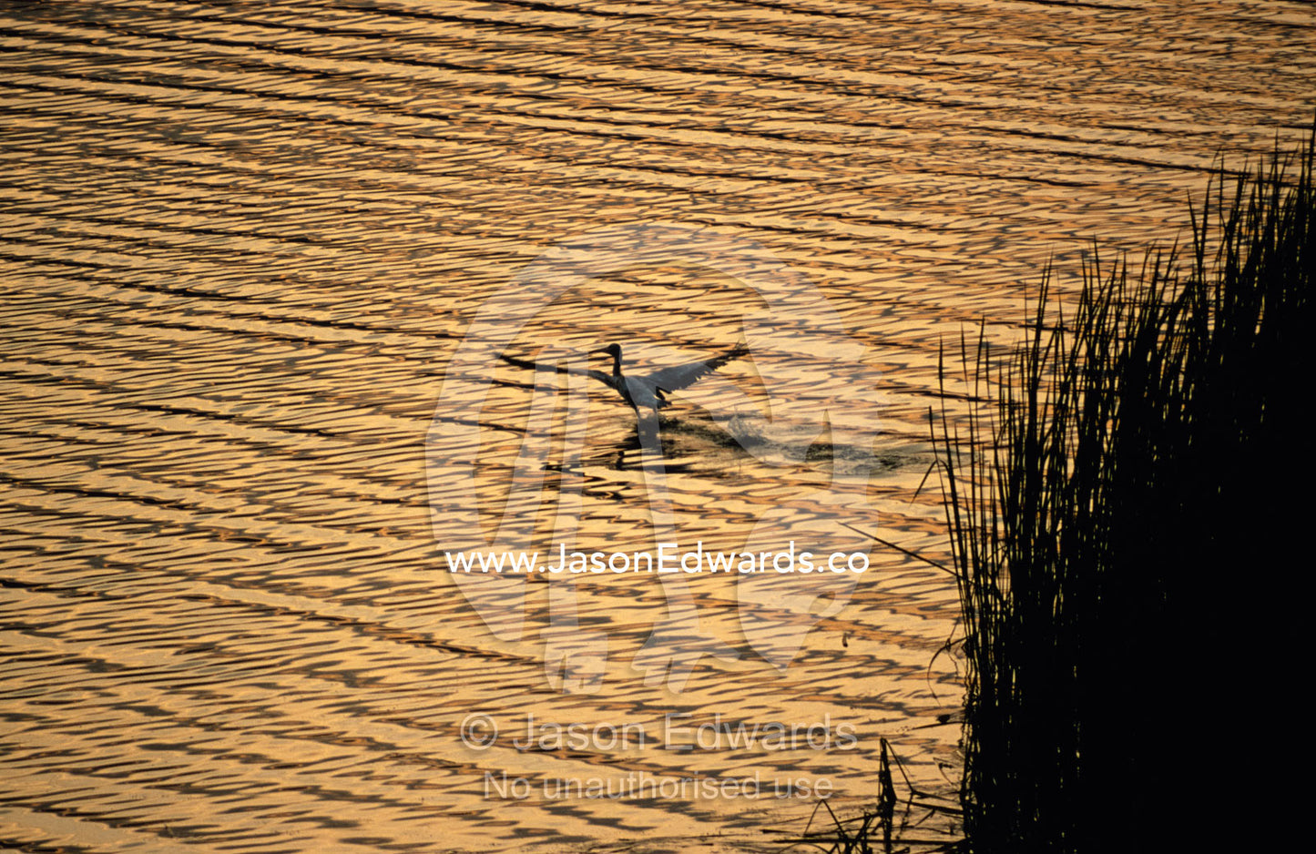 A lone African White Pelican takes flight at dawn off a lake. Lake Mutanda Uganda