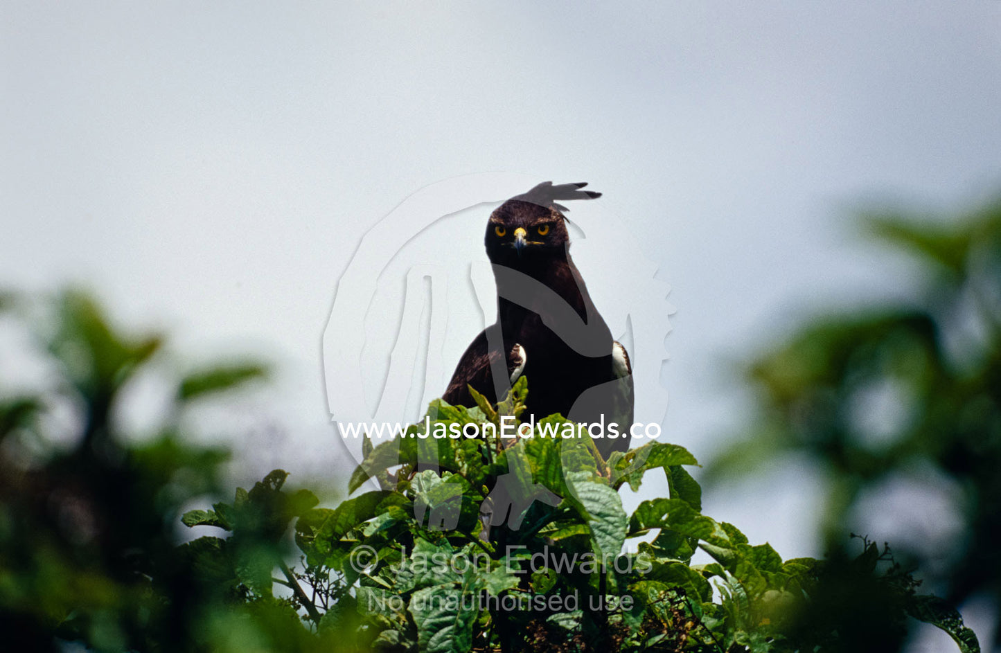 A Long-Crested Eagle patrols farmland in search of prey. Kabale Uganda