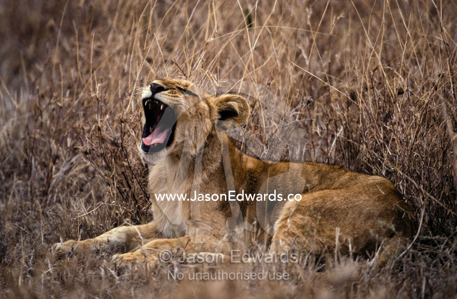 A Lion cub yawns in the heat of the afternoon savannah. Serengetti National Park, Tanzania