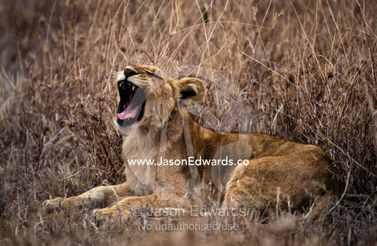 A Lion cub yawns in the heat of the afternoon savannah. Serengetti National Park, Tanzania