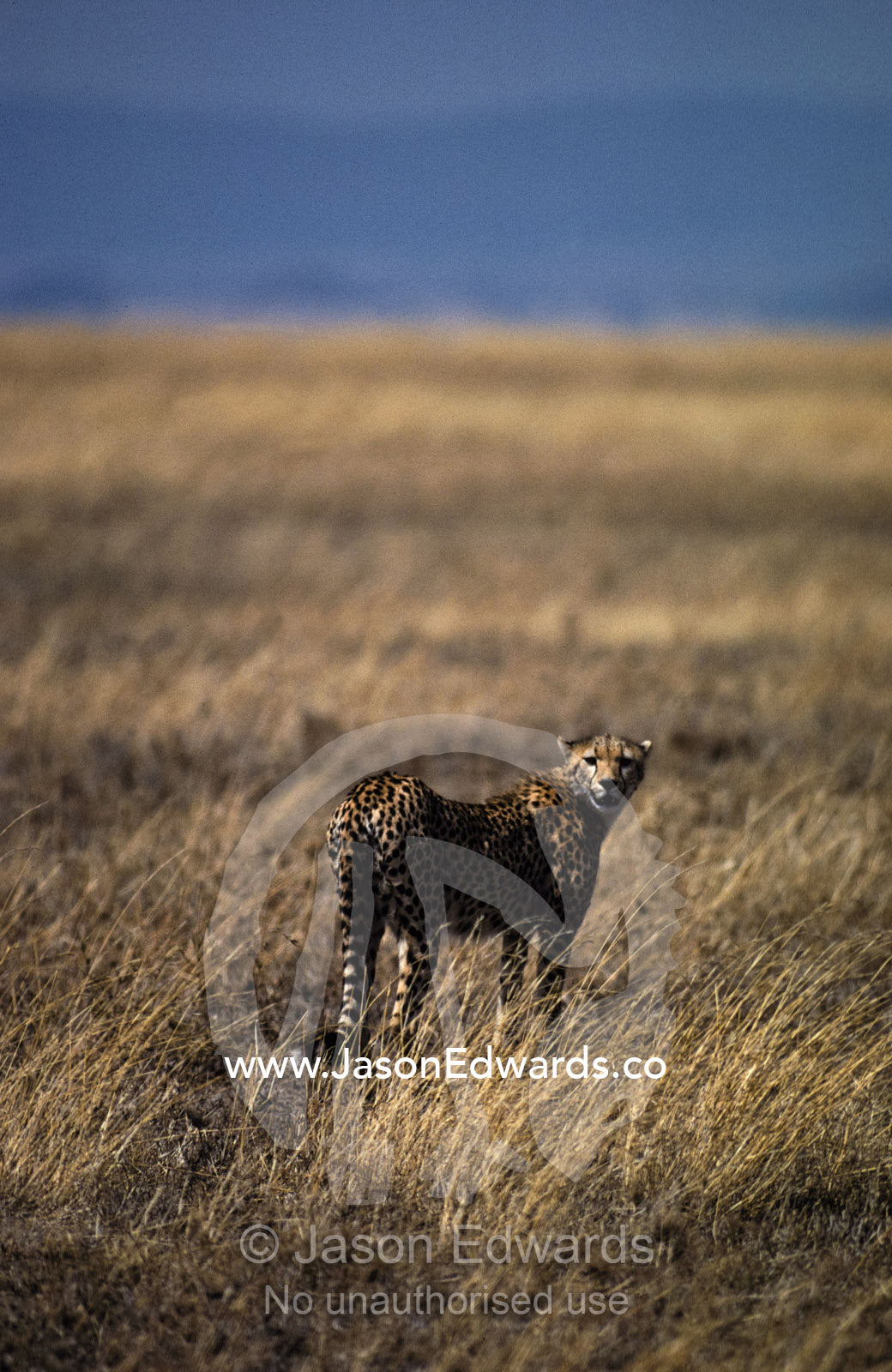 A lone Cheetah surveys the vast grasslands of the Serengetti for prey. Serengetti National Park Tanzania