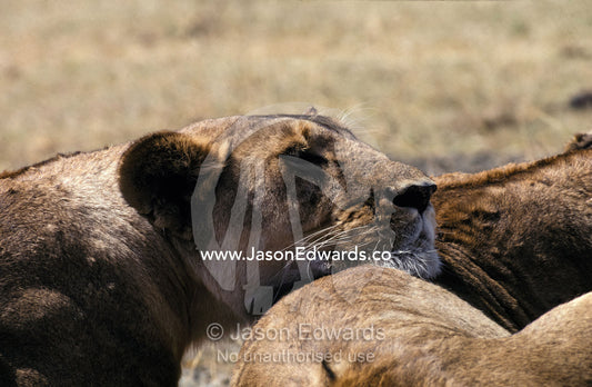 Alert, a Lioness rests her massive head on her pride mates back. Ngorongoro Conservation Area Tanzania