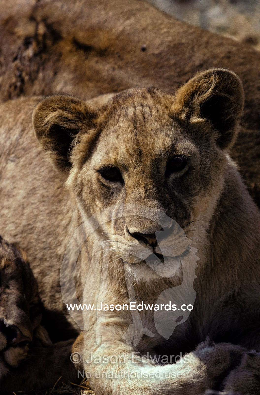 An adorable African Lion cub stares into the camera, curious and alert Ngorogoro Coinservation Area Tanzania