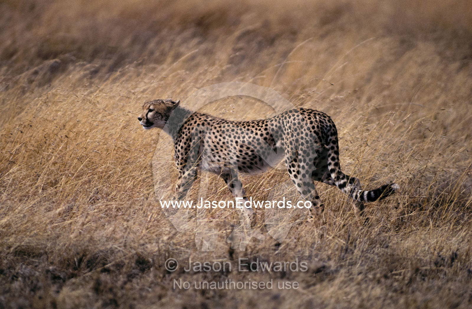 A Cheetah stalks its prey preparing to attack with great speed. Serengetti National Park Tanzania