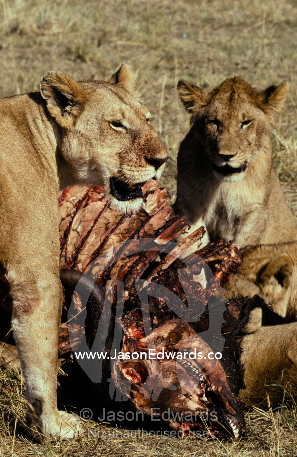 A pride of African Lions feed on the spoils, a Cape Buffalo kill. Masai Mara National Park Kenya
