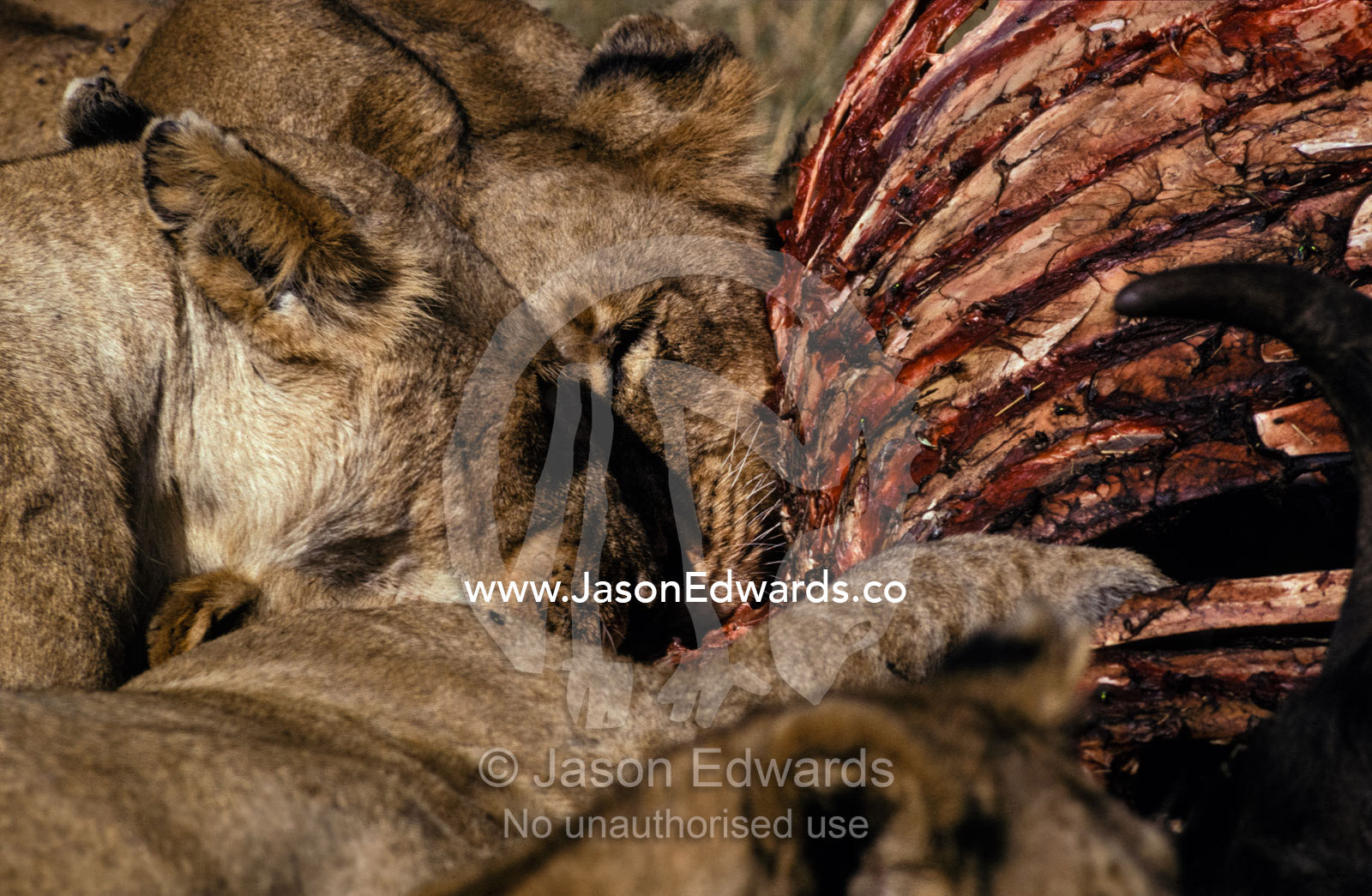 A pride of African Lions feast on a Cape Buffalo carcass at dawn. Masai Mara National Park Kenya