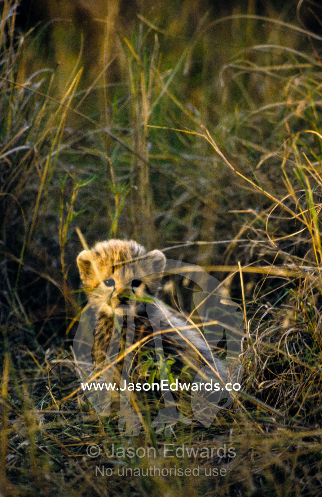 A Cheetah cub less than 3 months old hides in the tall savannah grass. Masai Mara National Park Kenya