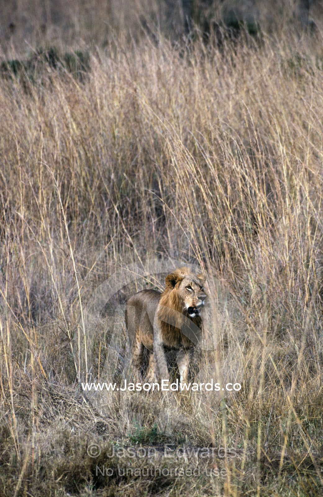 An African Lion emerges from the tall grass where it was camouflaged. Nairobi National Park Kenya