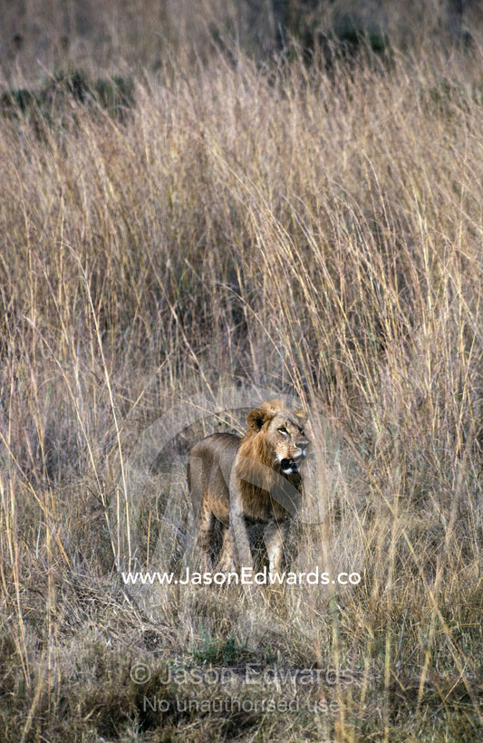 An African Lion emerges from the tall grass where it was camouflaged. Nairobi National Park Kenya