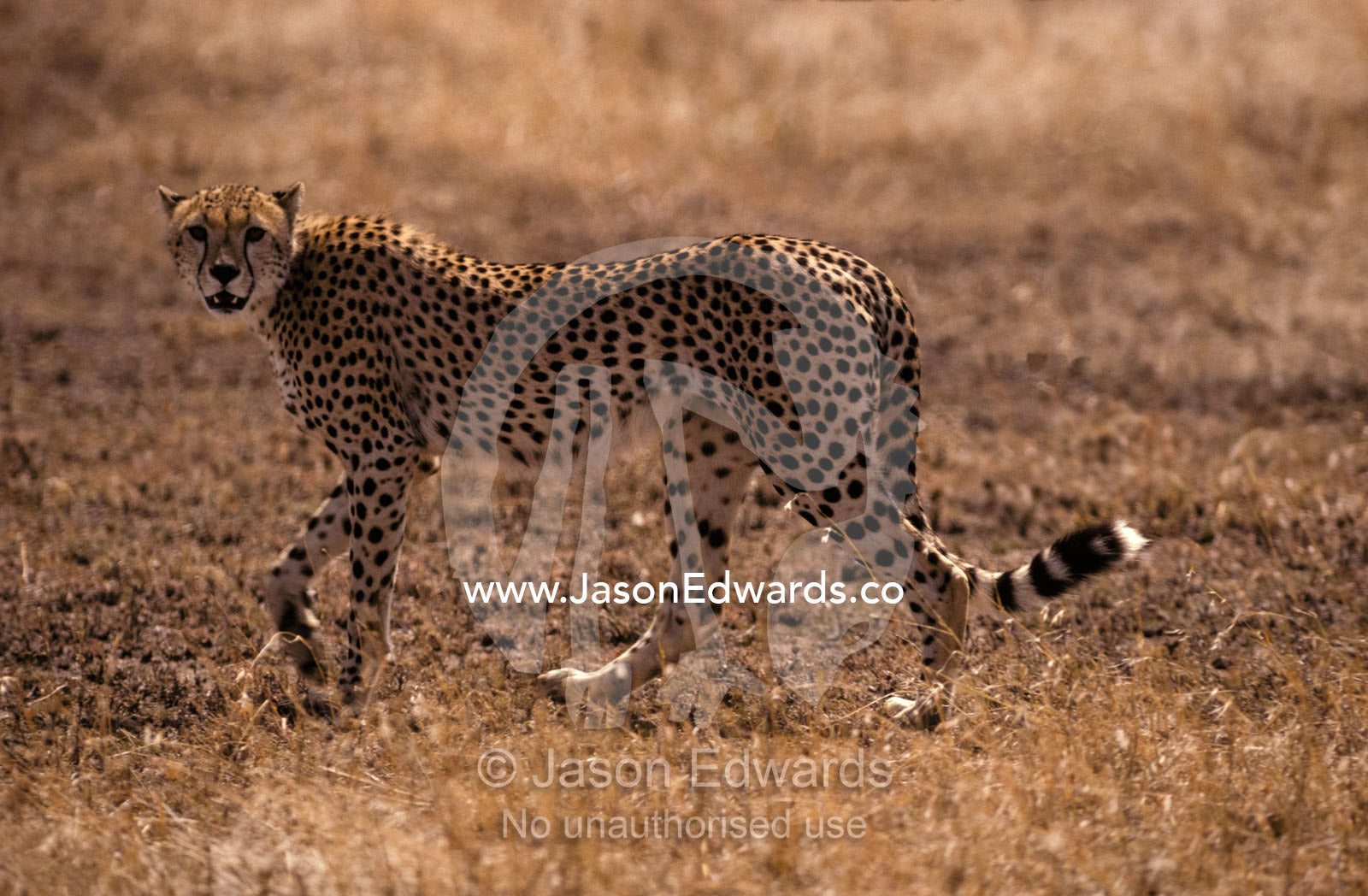 A Cheetah on patrol in the vast grassland plains hunts for Gazelles. Serengetti National Park Tanzania