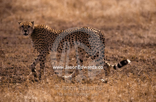 A Cheetah on patrol in the vast grassland plains hunts for Gazelles. Serengetti National Park Tanzania