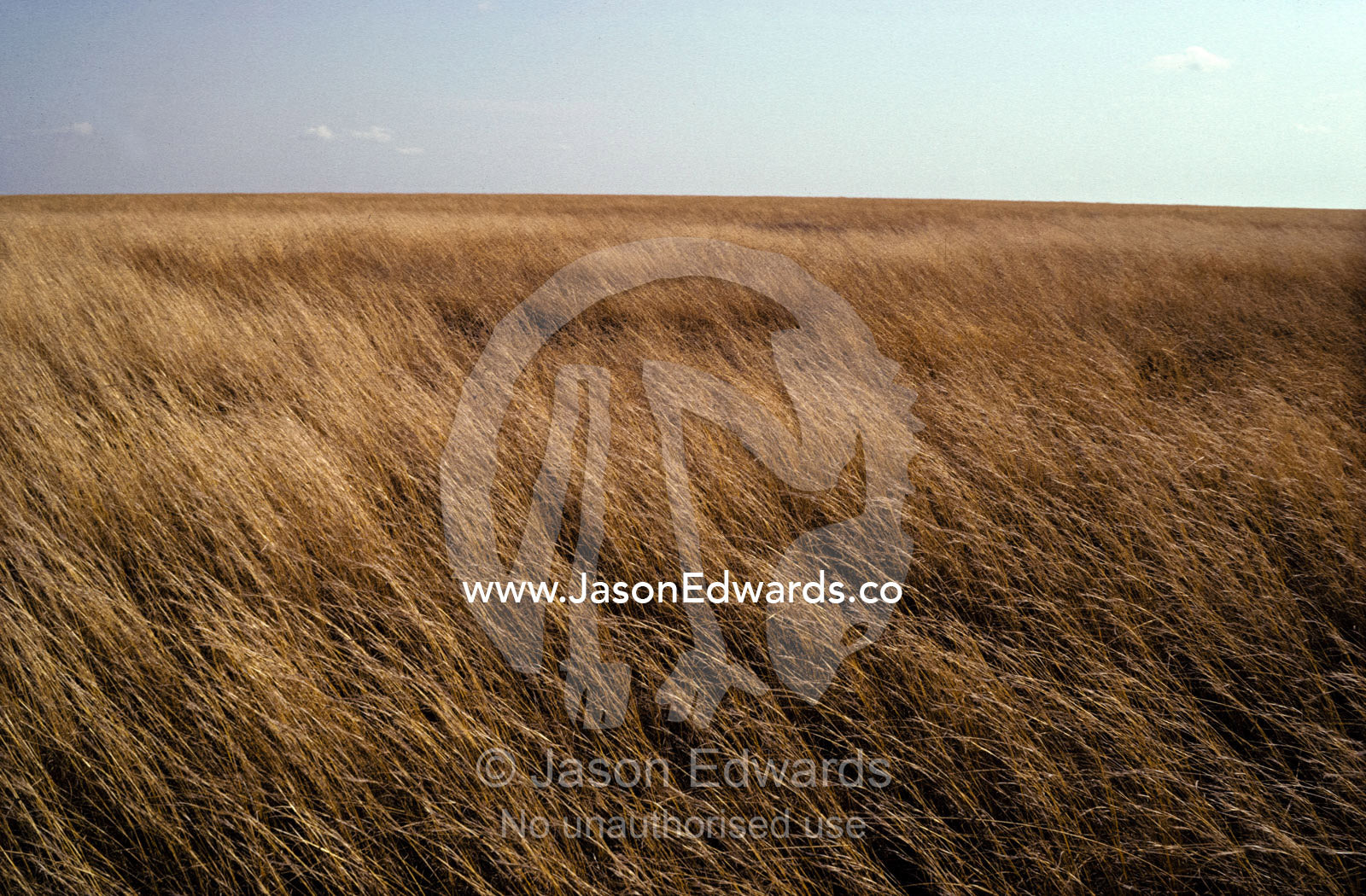 A hot wind howls over the vast savannah grasslands of East Africa. Serengetti National Park Tanzania