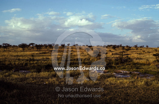 Dawn rises over the svannah grasslands of East Africa. Masai Mara National Park Kenya