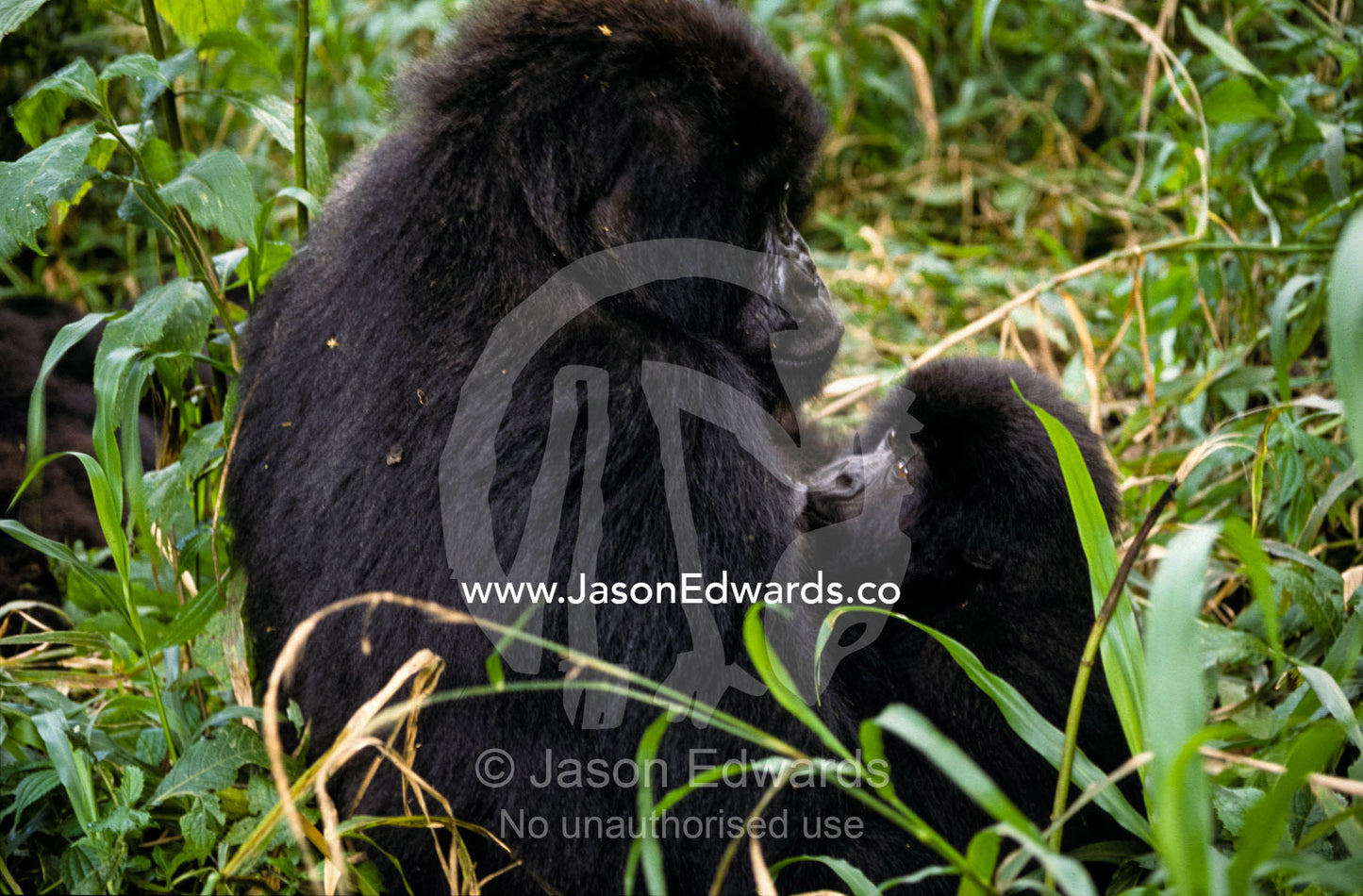A Mountain Gorilla suckles her infant in a tropical rainforest. Parc Nationale de Virunga, Zaire, Democratic Republic of the Congo