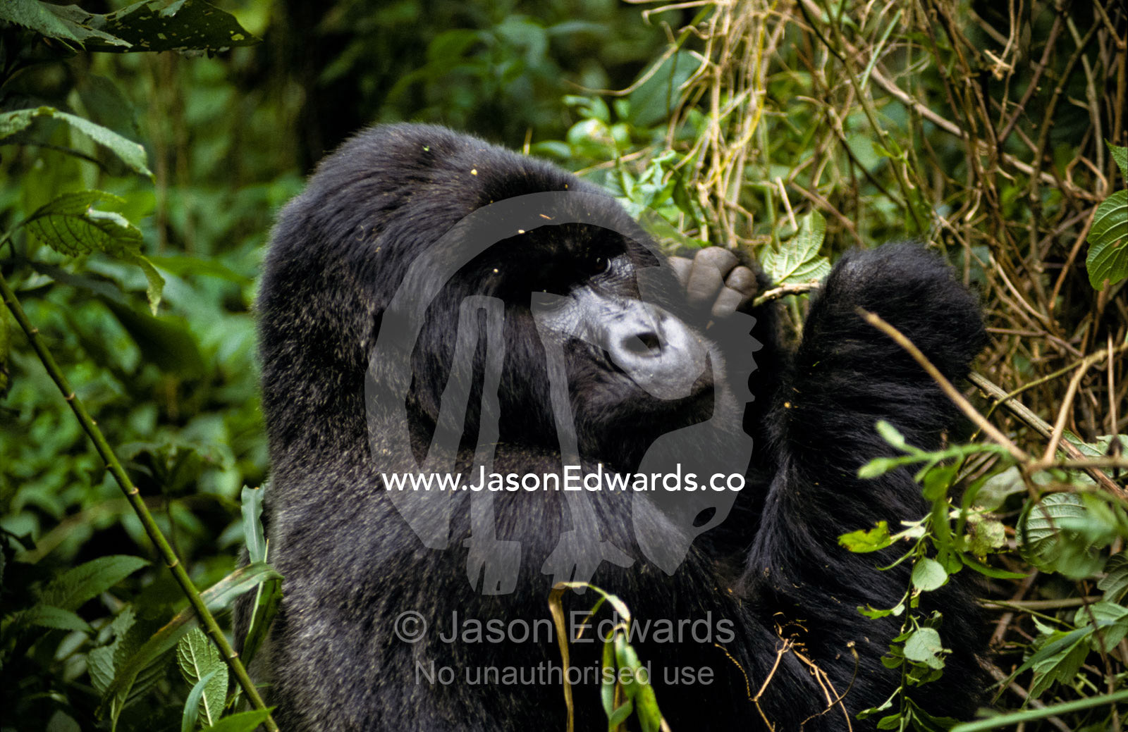 Male Silverback Mountain Gorilla feeding in a tropical rainforest. Parc Nationale de Virunga, Zaire (Democratic Republic of the Congo)