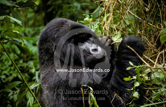 Male Silverback Mountain Gorilla feeding in a tropical rainforest. Parc Nationale de Virunga, Zaire (Democratic Republic of the Congo)