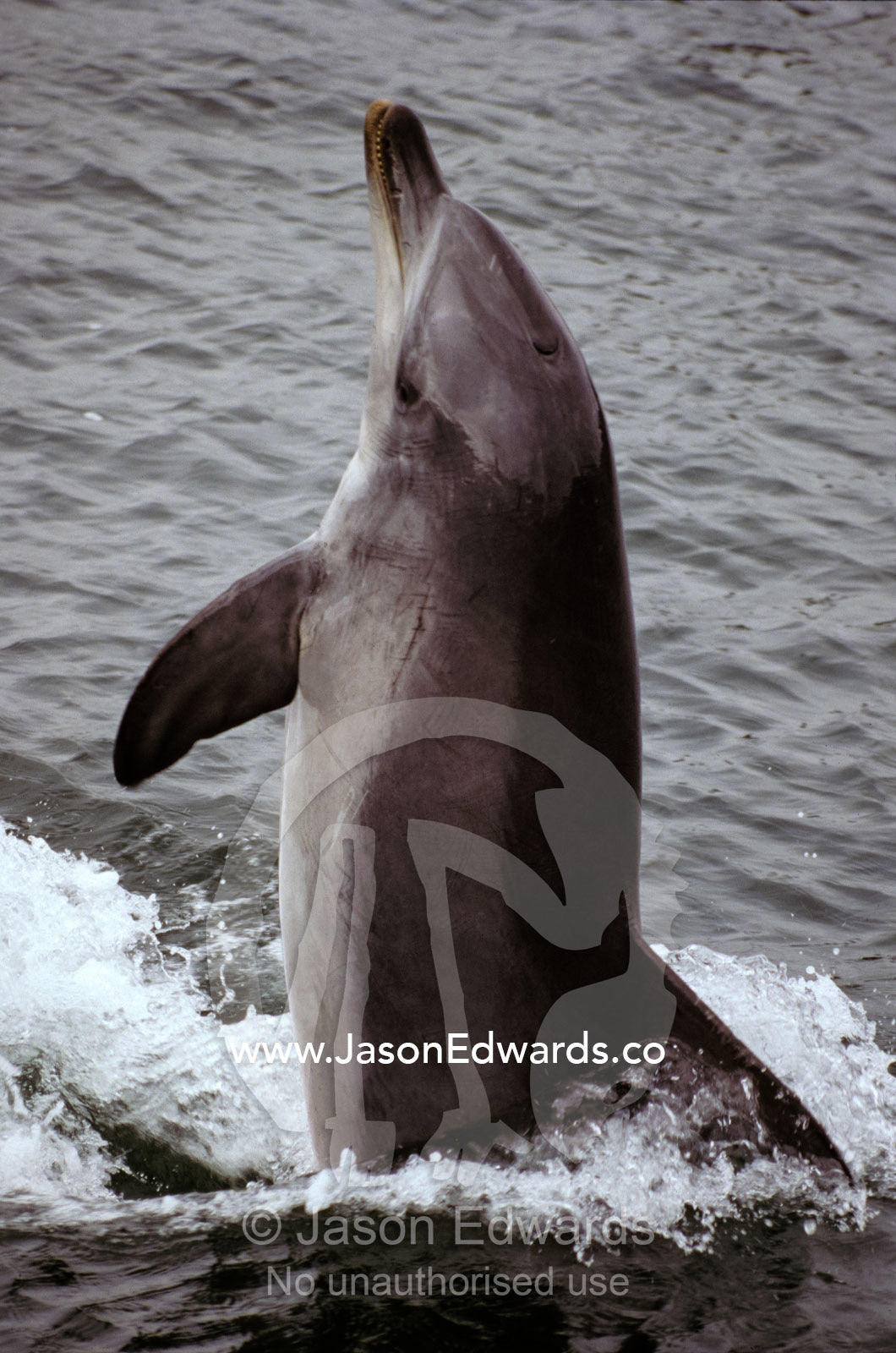 A Bottlenose Dolphin uses it's tail to propel itself out of the water. Underwater World, Western Australia