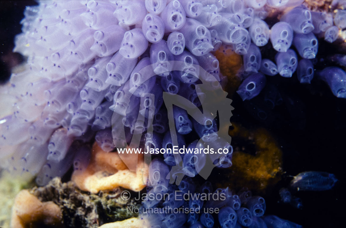 A bright purple Clavelina colony attached to a pier pylon. Smoky Bay South Australia