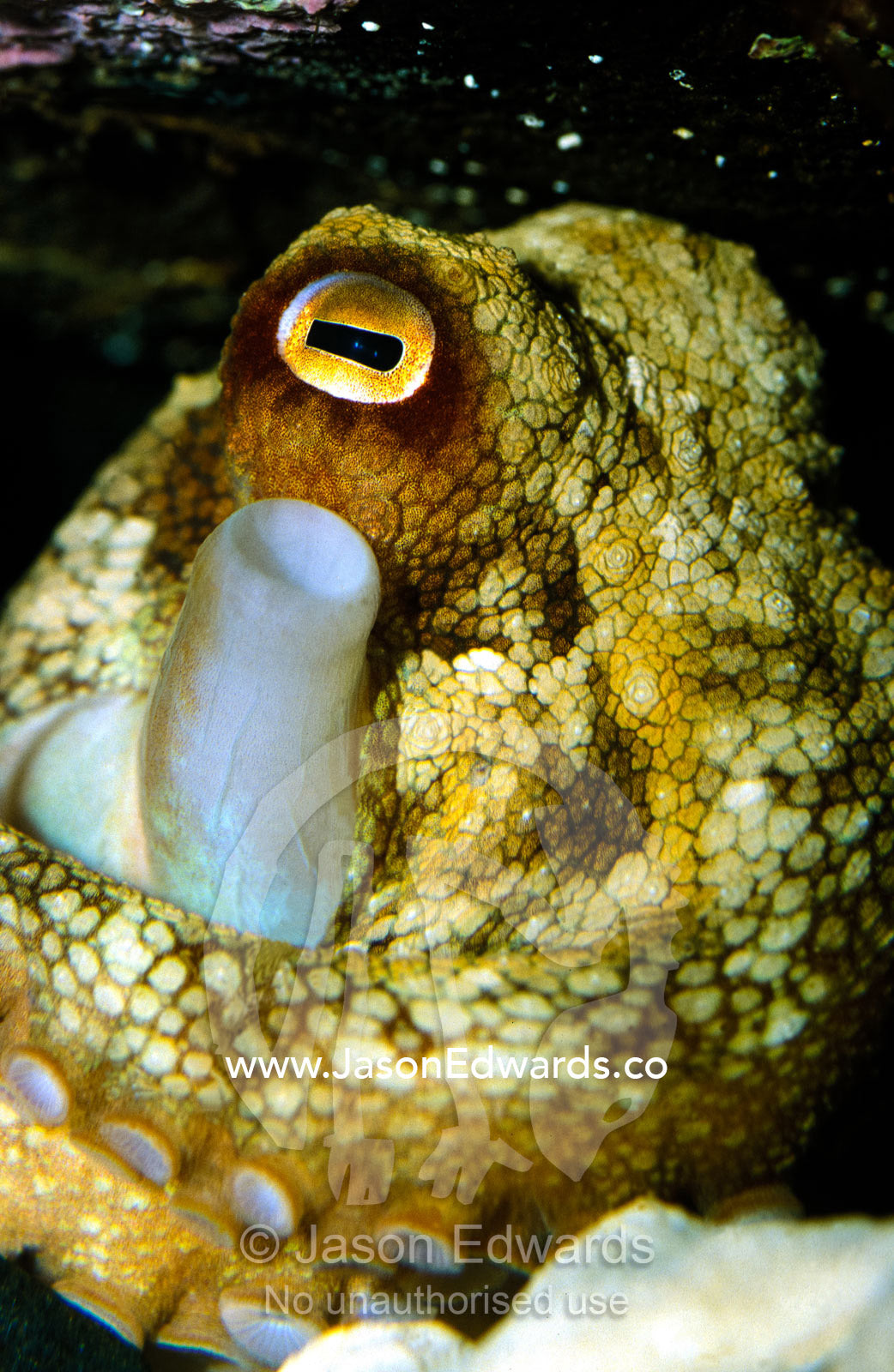 A Maori Octopus breathes through it's syphon whilst resting in a cave. Melbourne Aquarium Victoria Australia