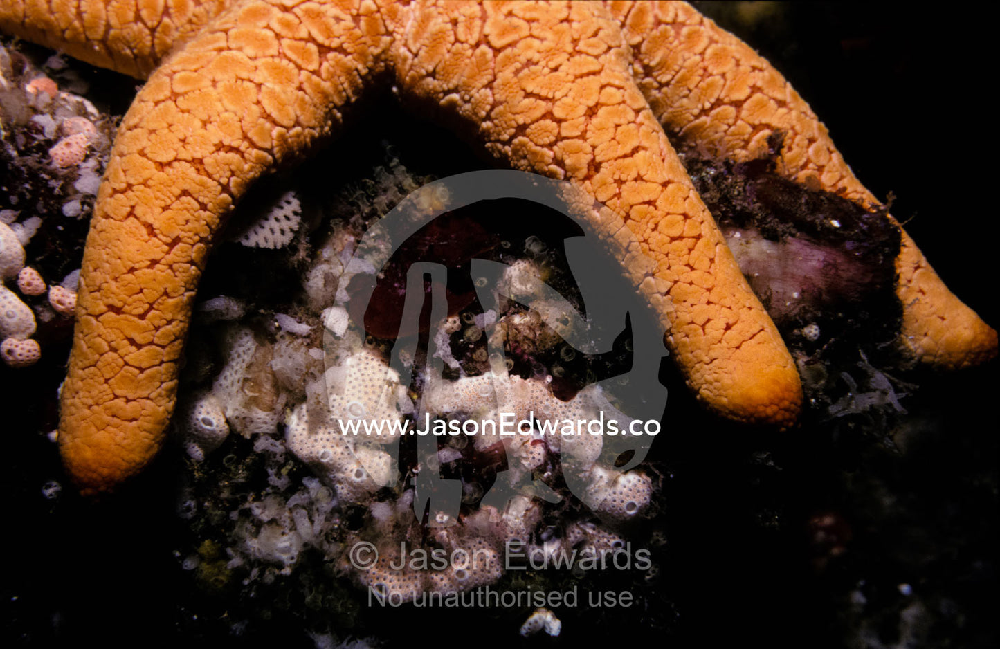 A Large-plated Sea Star clings to a reef using powerful fingers. Kangaroo Island, South Australia