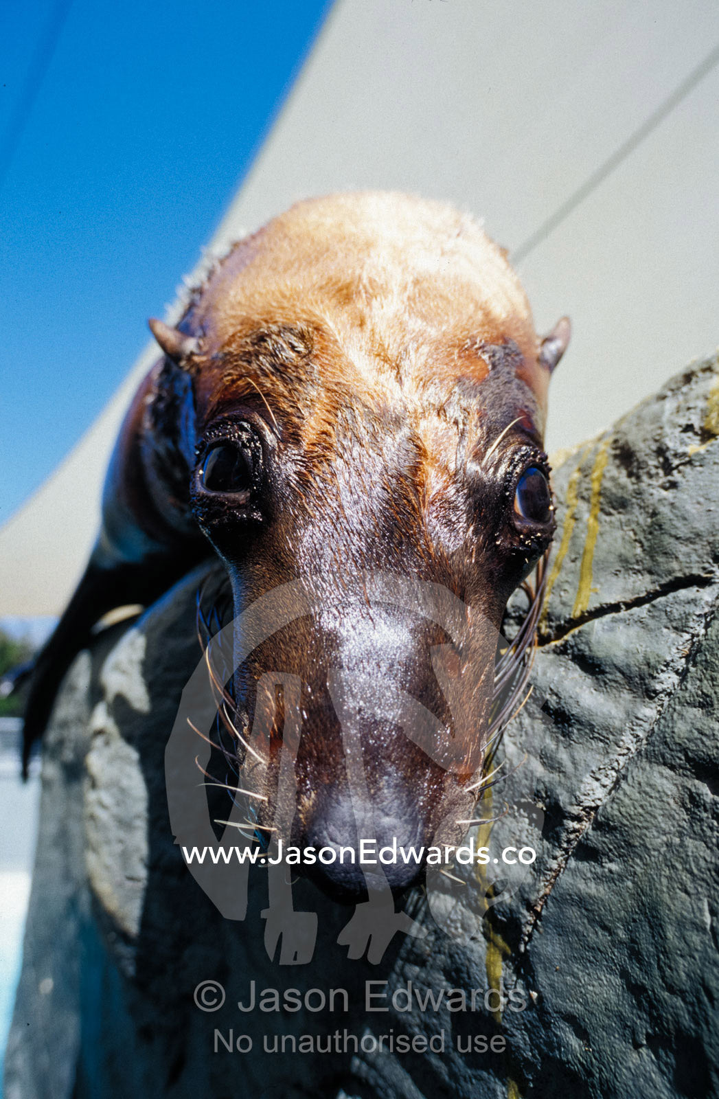 An Australian Fur Seal relaxes on a rock in the sunshine. Zoological Board of Victoria Australia