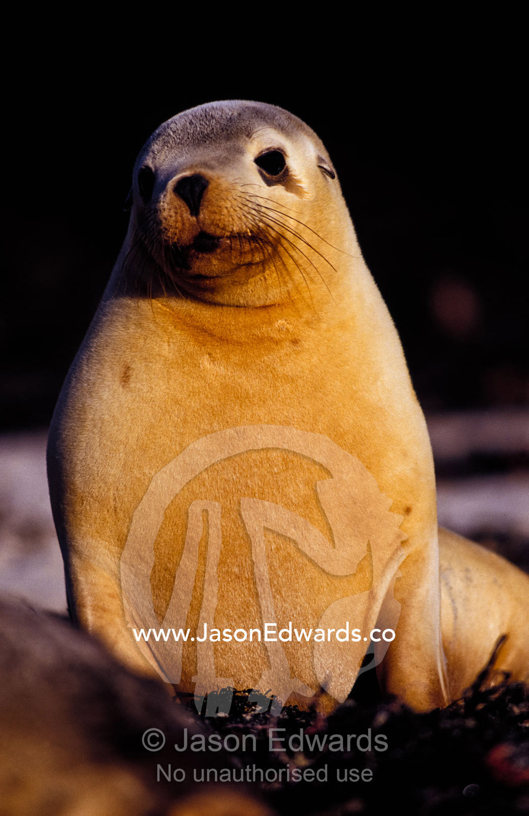 An Australian Sea Lion sun basking on a beach in the late afternoon. Seal Bay Kangaroo Island South Australia