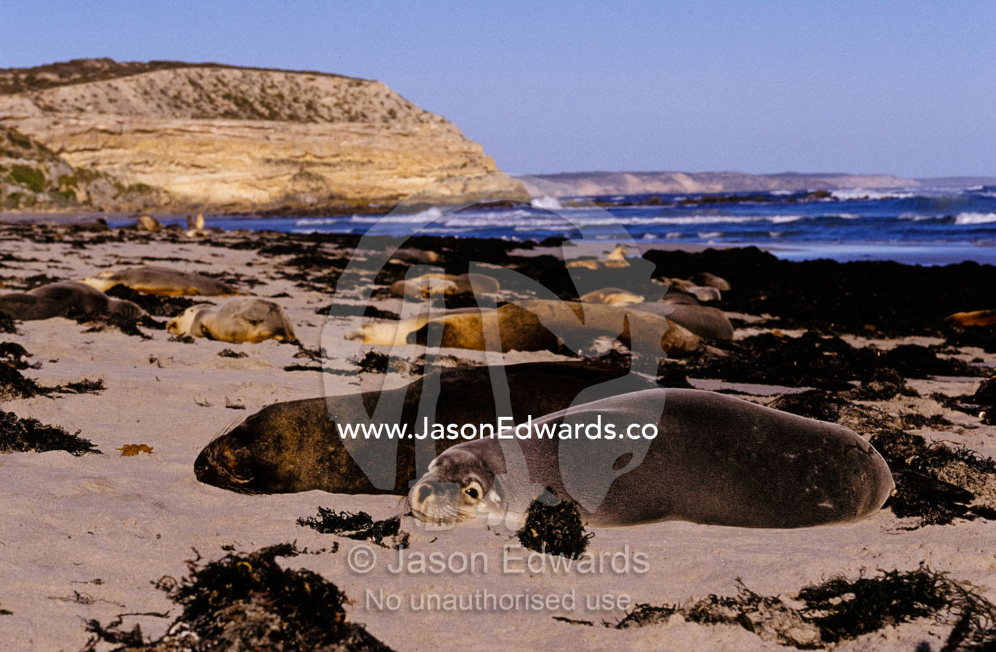 A colony of endangered Australian Sea Lions relax in the sun. Seal Bay Kangaroo Island South Australia