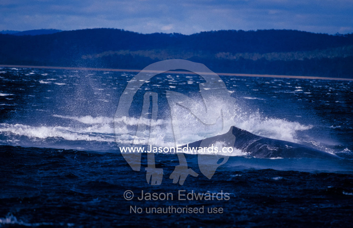 A Humpback Whale rolling, playing and splashing on the ocean surface. Twofold Bay, New South Wales, Australia.