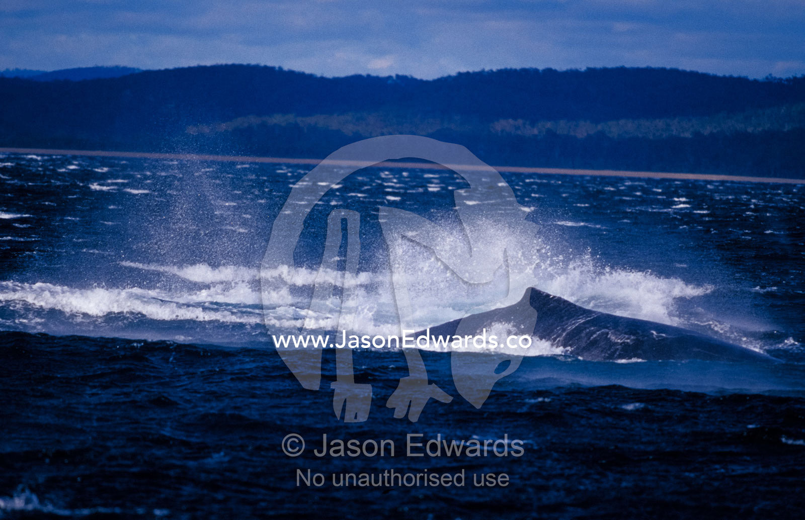 A Humpback Whale rolling, playing and splashing on the ocean surface. Twofold Bay, New South Wales, Australia.