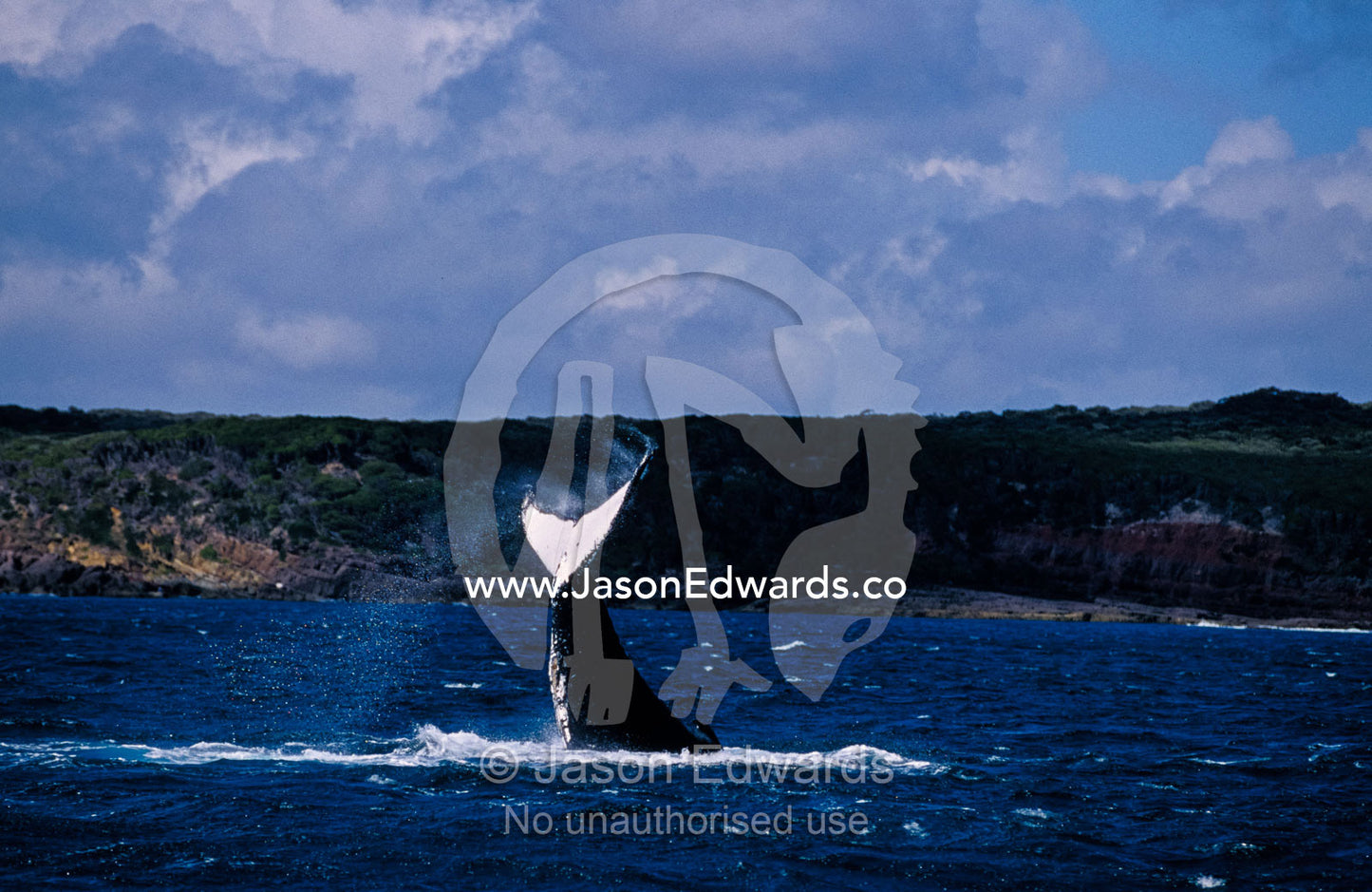 A Humpback Whale slaps its huge tail flukes against the ocean surface. Twofold Bay, New South Wales, Australia.