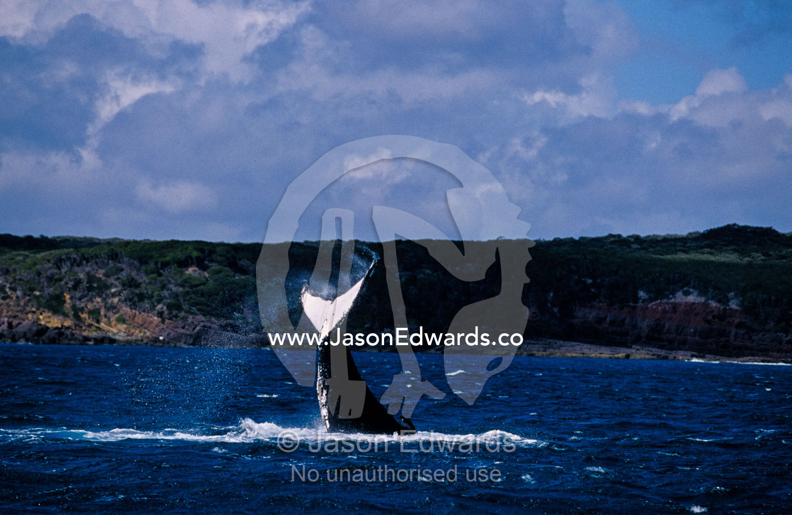 A Humpback Whale slaps its huge tail flukes against the ocean surface. Twofold Bay, New South Wales, Australia.