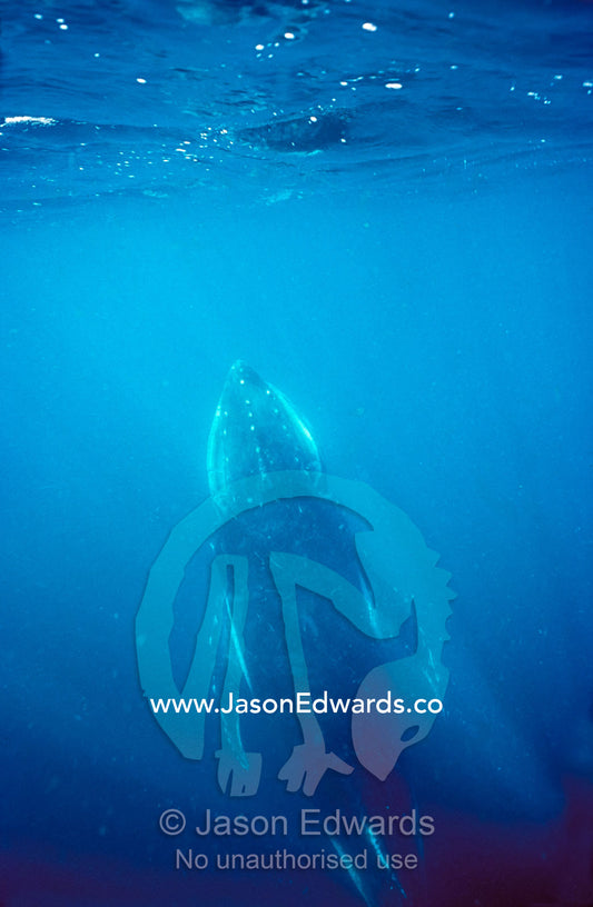 A Humpback Whale calf ascends towards the ocean surface to breathe. Eden, New South Wales, Australia.