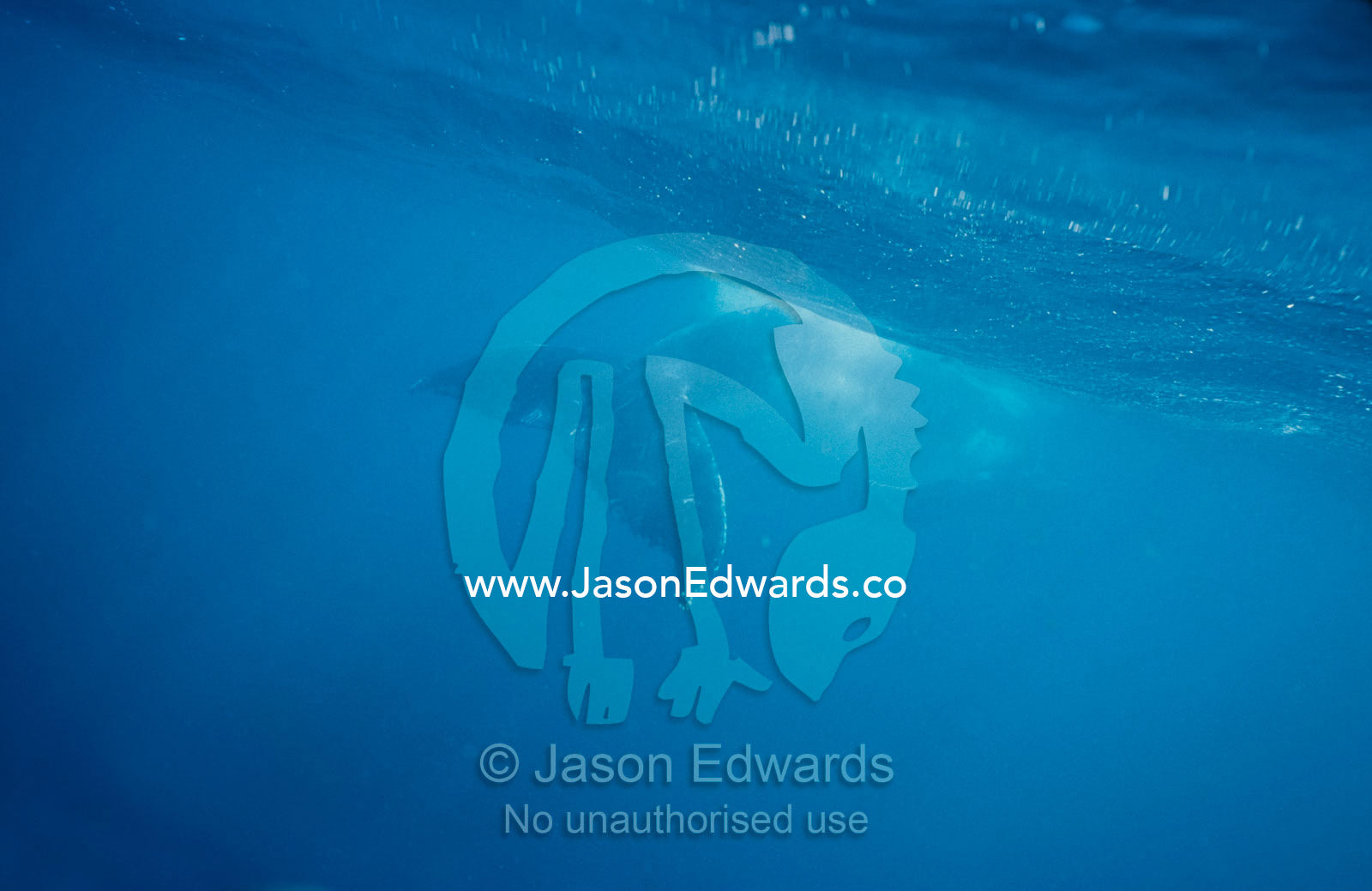 A Humpback Whale calf swims beneath the surface using its tail flukes. Eden, New South Wales, Australia.