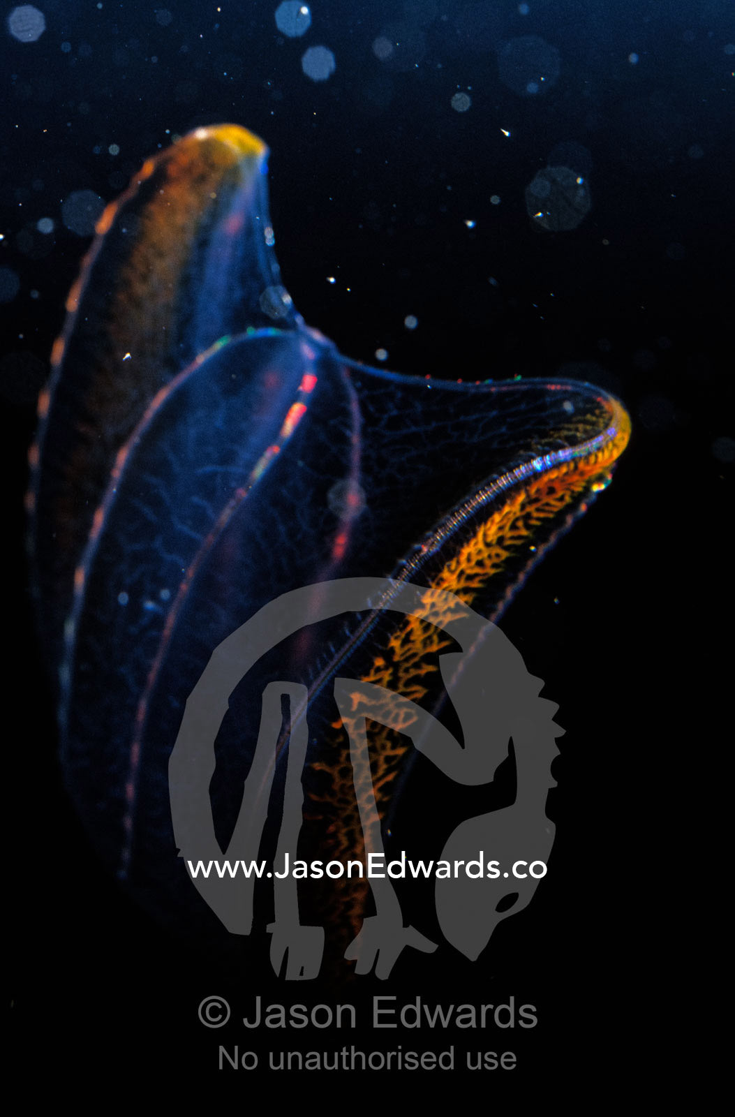 A delicate Comb Jelly, Neis Genus, displays underwater bioluminescence Melbourne Aquarium, Victoria, Australia