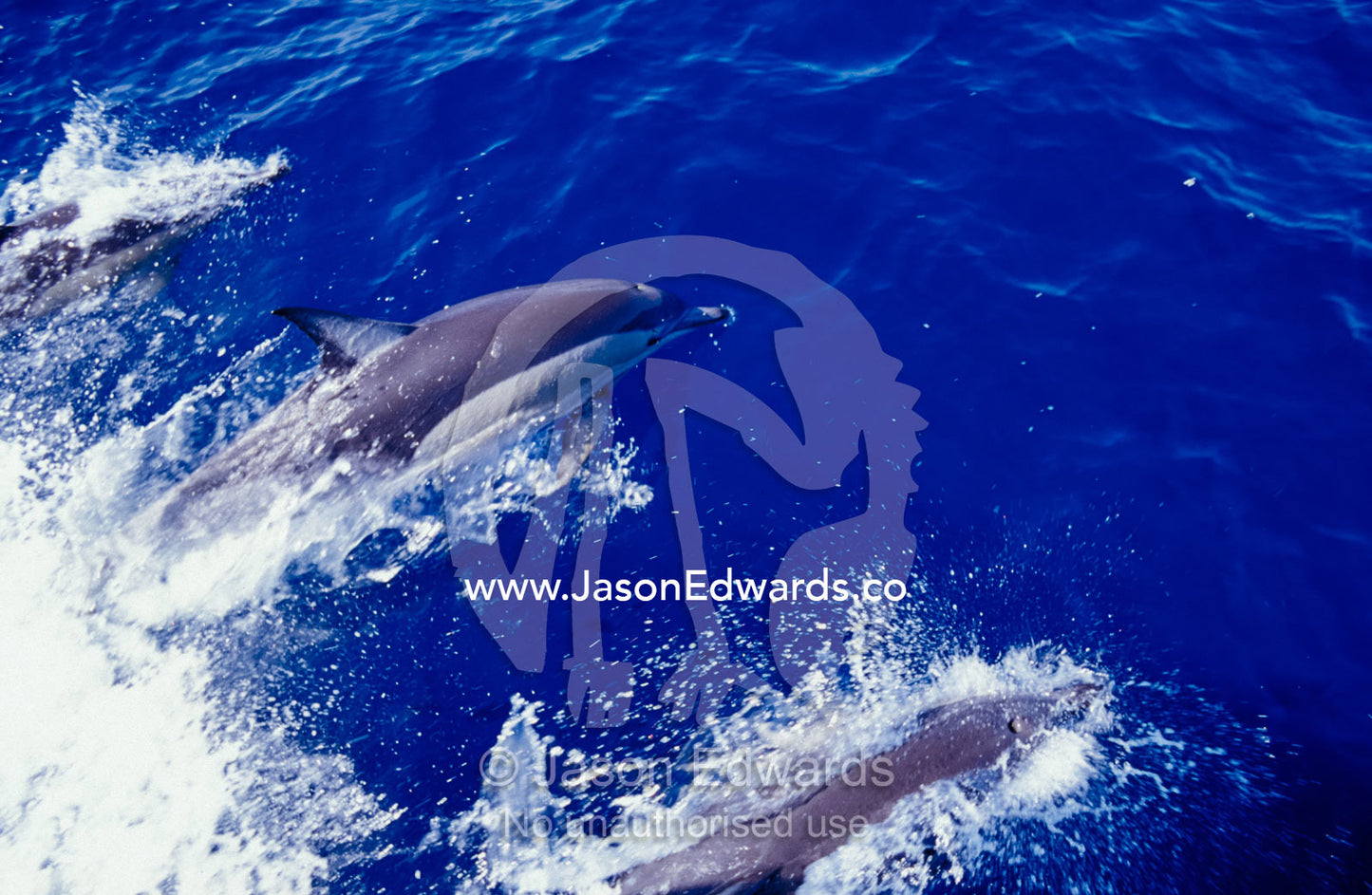 Common Dolphin Porpoises play in a boat bow's wake, showing blow hole Twofold Bay Eden, New South Wales, Australia