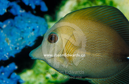 Close-up of Scopus Brown Tang Fish head eye fin profile, coral behind Merimbula Aquarium, New South Wales, Australia