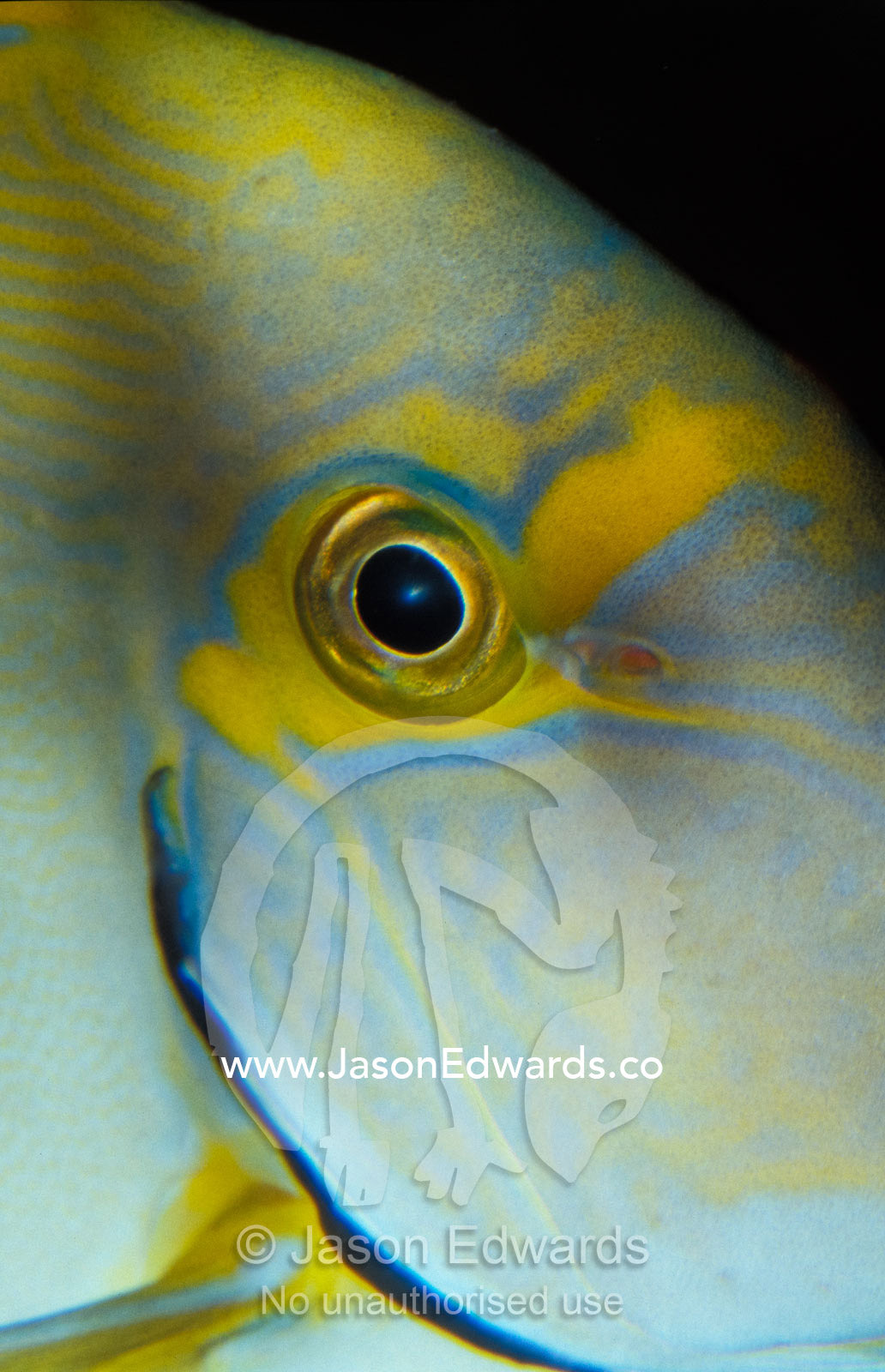 Close-up of Pencilled Surgeon Fish eye and face, with detail patterns Merimbula Aquarium, New South Wales, Australia